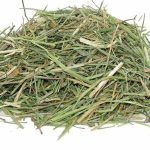 Alfalfa hay