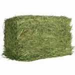 Grass Hay