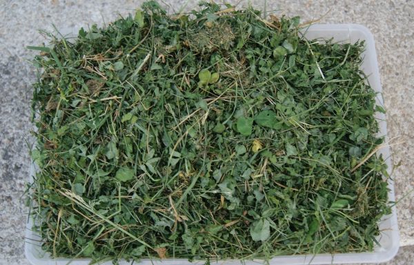 Clover hay