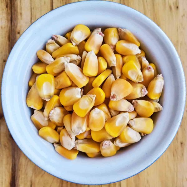 Yellow Maize Kernels/Seeds Non-GMO