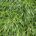 rye-grass