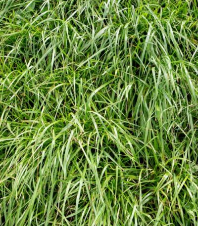 rye-grass