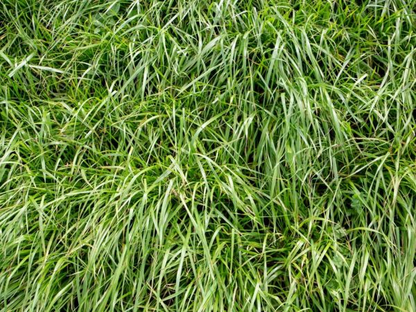 Rye grass