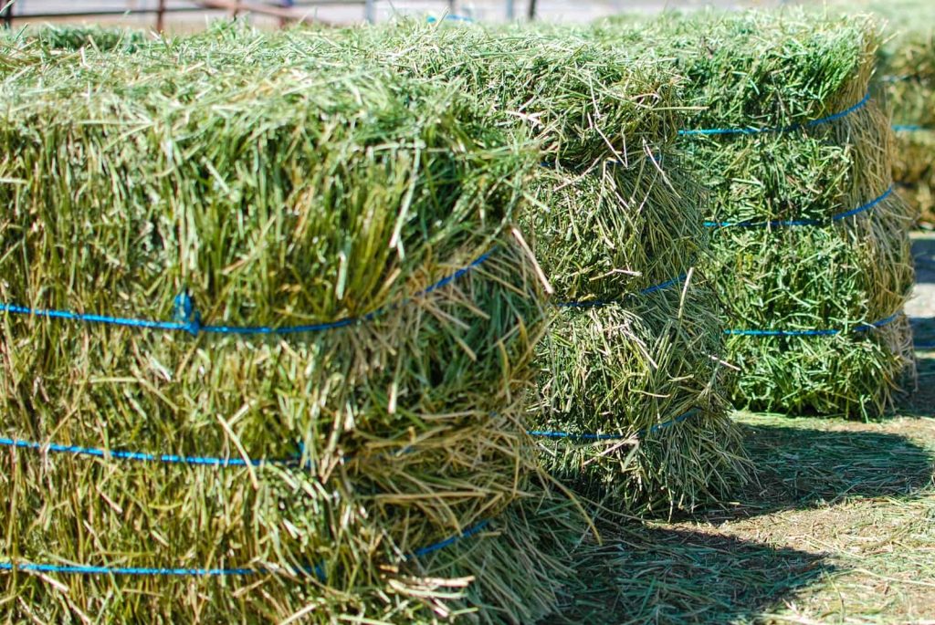 alfalfa-hay-bales
