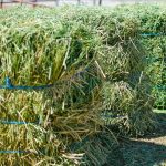 alfalfa-hay-bales