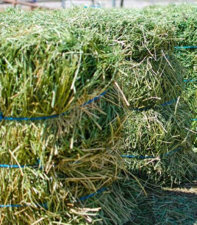 alfalfa-hay-bales